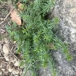 Galium lucidum List