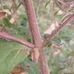 Epilobium hirsutum Кора