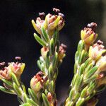 Erica reunionensis Floare