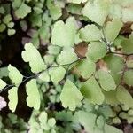 Adiantum capillus-veneris Hoja