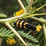 Vachellia karroo Bark