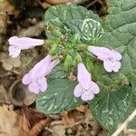 Clinopodium grandiflorum Blatt