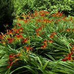 Hemerocallis fulva Habit