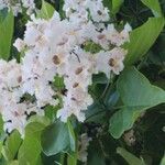 Catalpa bignonioides Квітка