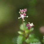 Nanocnide japonica Flor