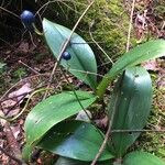 Clintonia borealis Fruit