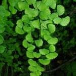 Adiantum jordanii Celota