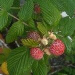 Rubus niveus Frucht