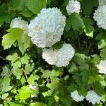 Viburnum macrocephalum Blüte