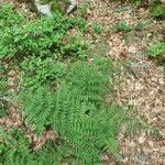 Dryopteris dilatata Лист