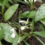 Claytonia caroliniana 花