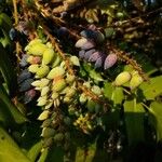 Berberis japonica फल
