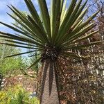 Yucca carnerosana Blad