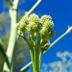 Eryngium pandanifolium Fleur