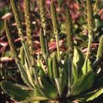 Plantago aristata Habit