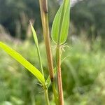 Phyllostachys aurea Leaf