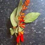 Erythrina senegalensis Квітка