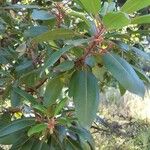 Arbutus xalapensis Blad