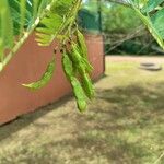 Senna spectabilis Fruit