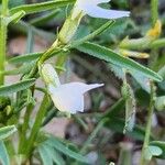 Vicia tetrasperma Blüte