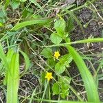 Lysimachia nemorum Fuelha