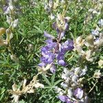 Lupinus sericeus Yeri