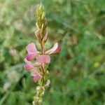 Onobrychis arenaria Kukka