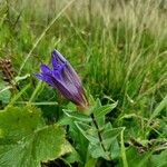 Gentiana septemfida आदत