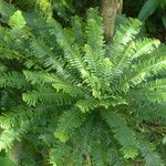 Phyllanthus mimosoides 形態