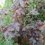 Hibiscus acetosella Φύλλο