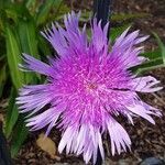 Stokesia laevis Kukka