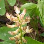 Astragalus glycyphyllos Blüte