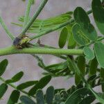 Prosopis velutina बार्क (छाल)