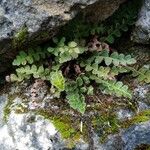 Asplenium ceterach Blad