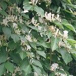 Lonicera maackii Λουλούδι