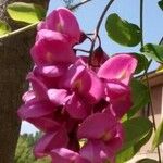 Robinia hispida Flor