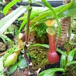 Nepenthes reinwardtiana Leaf