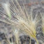 Hordeum murinum Froito