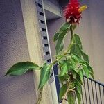 Costus barbatus Floare