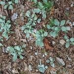 Antennaria plantaginifolia Blatt