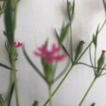 Silene muscipula Flower