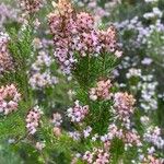 Erica multifloraFlower