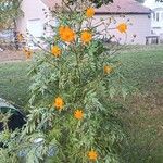Cosmos sulphureusÕis