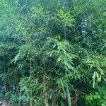 Phyllostachys sulphurea Hábito