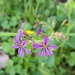 Cuphea glutinosa Blomma