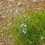 Arenaria balearica Flor