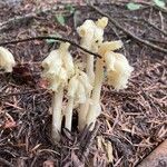 Monotropa hypopitys Цветок