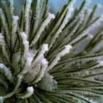 Pinus sylvestris Leaf