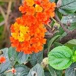 Lantana × strigocamara Flower