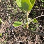 Actinidia chinensisLeaf